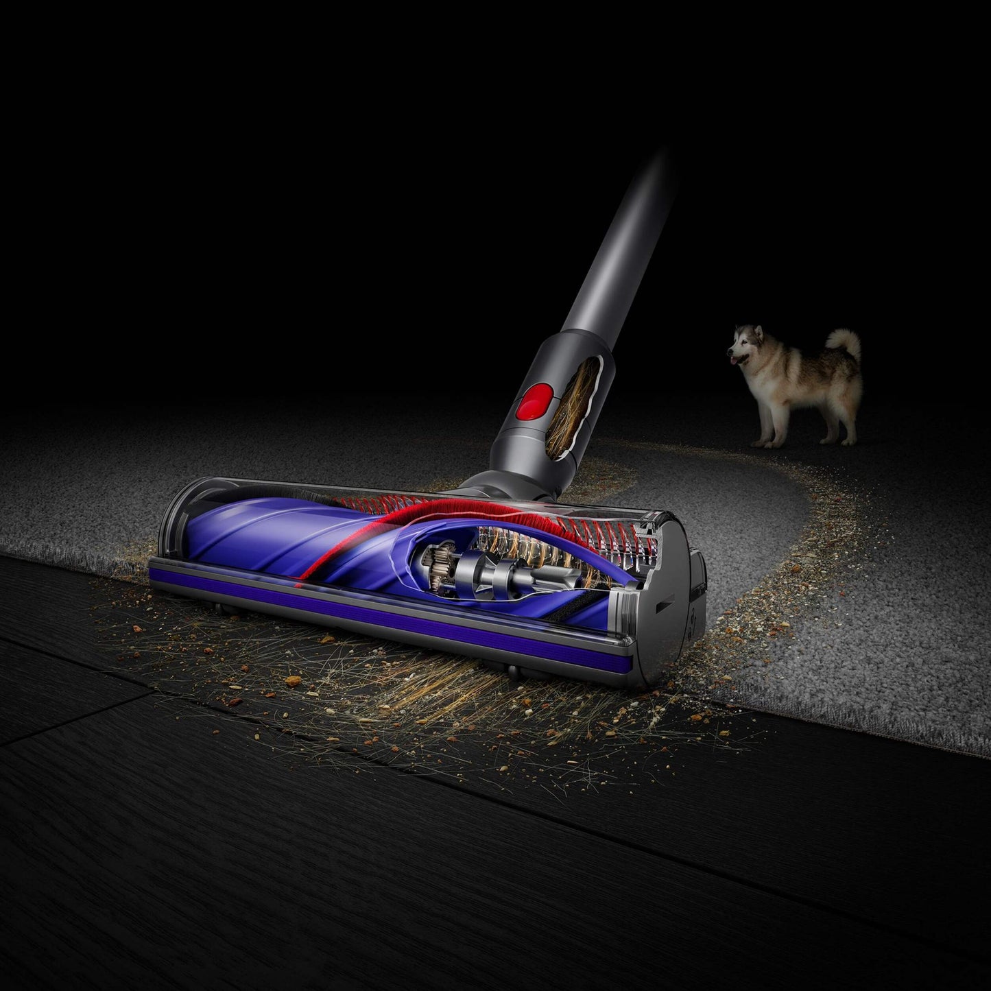 Dyson V7 Advanced vacuuming dirt and debris on carpet and hard floor with dog in the background