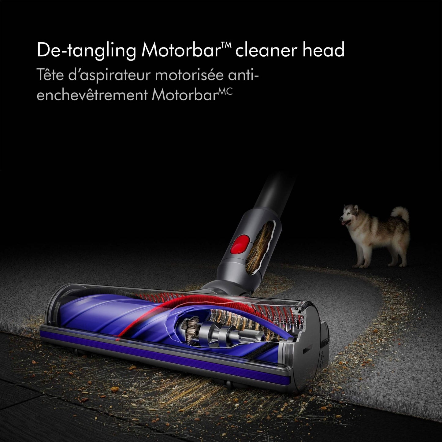 Dyson V8 Origin vacuuming dirt, pet hair and debris off hard floor and carpet. English and french description providing detail of the process.